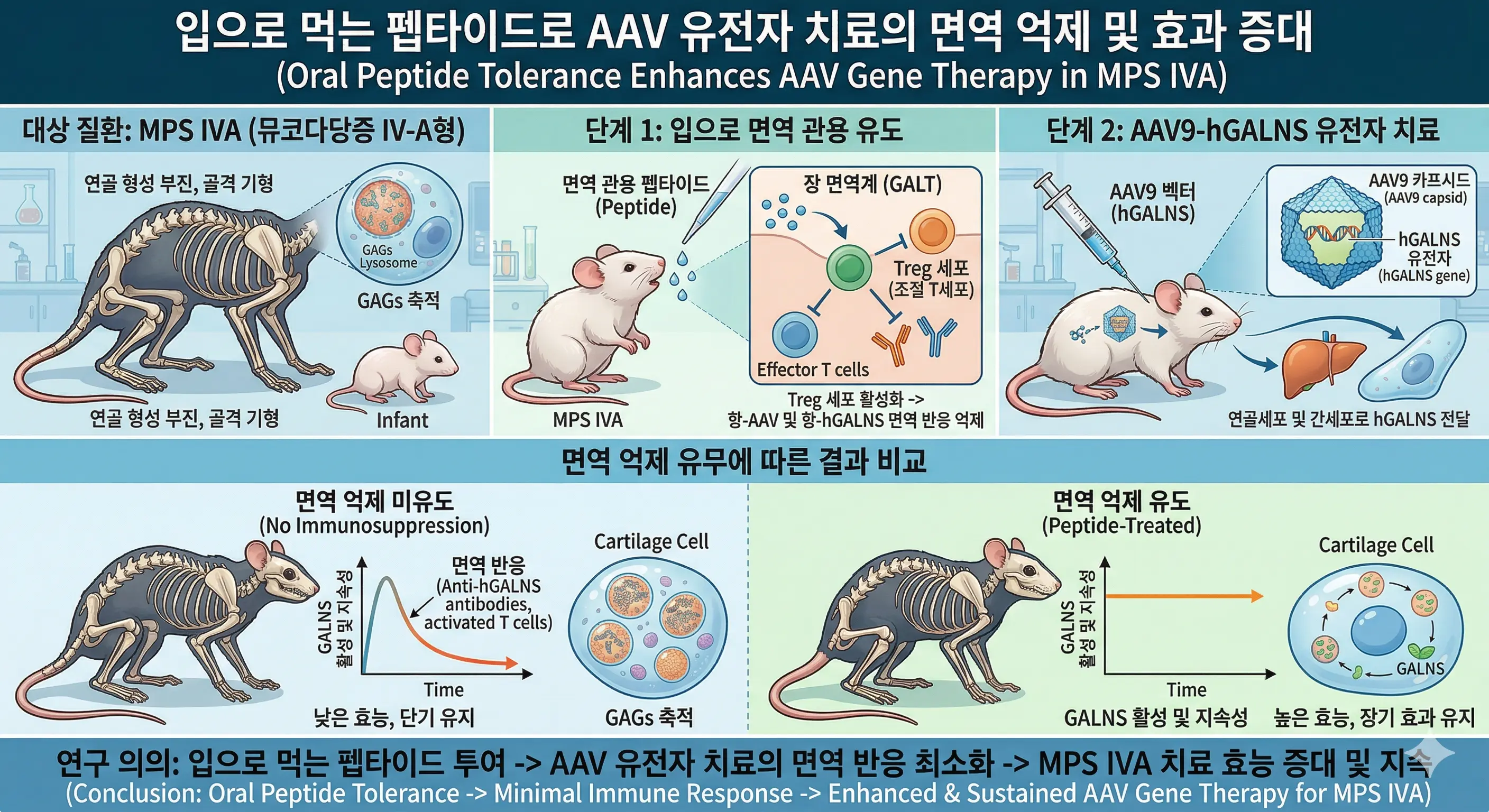 ์
์ผ๋ก ๋จน๋ ํฉํ์ด๋, AAV ์ ์ ์ ์น๋ฃ ๋ฉด์ญ ์ต์ 