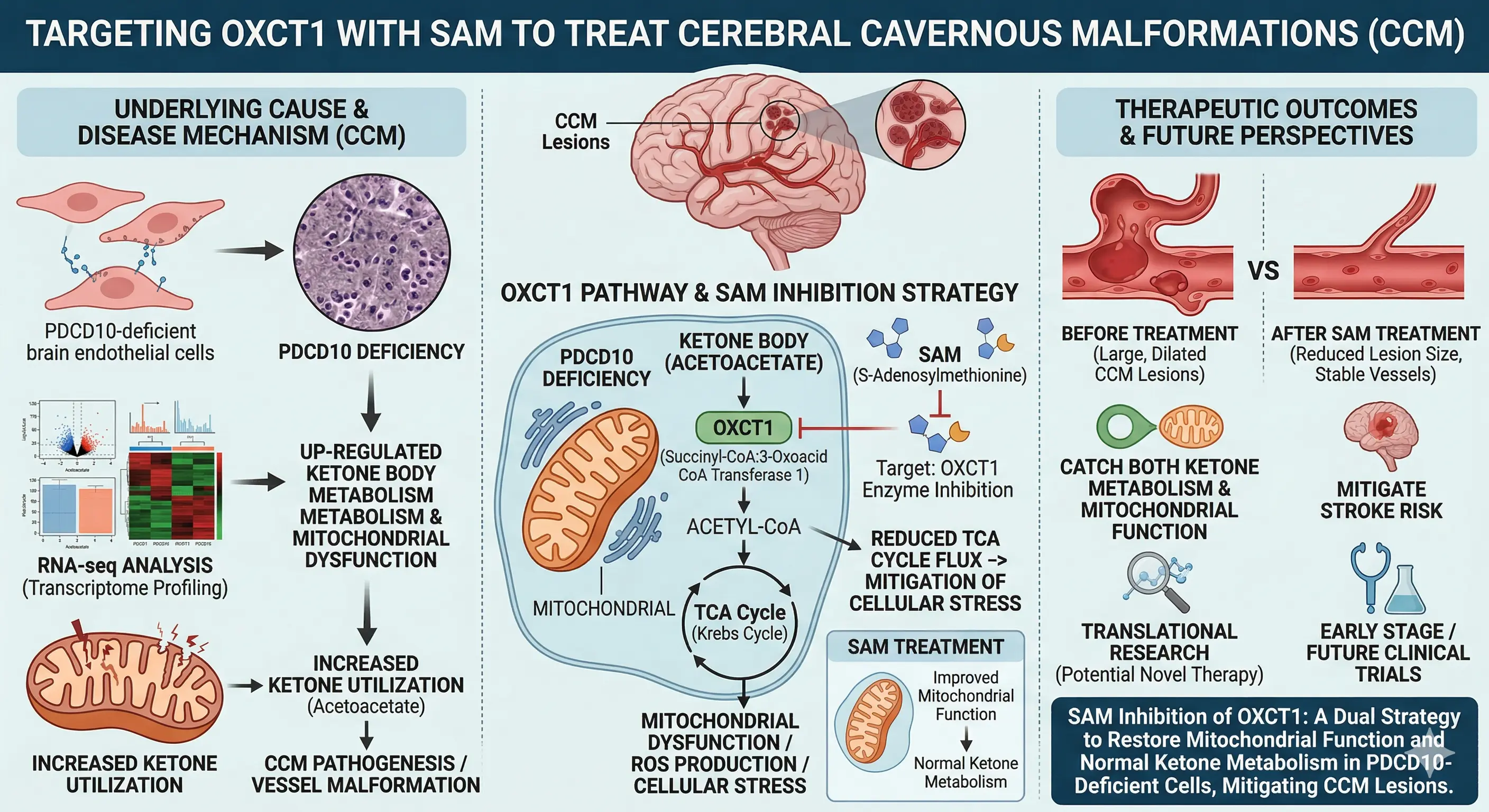 SAM์ผ๋ก OXCT1 ์ต์ ํด ๋ ํ๊ด ๊ธฐํ ์น๋ฃ ์๋