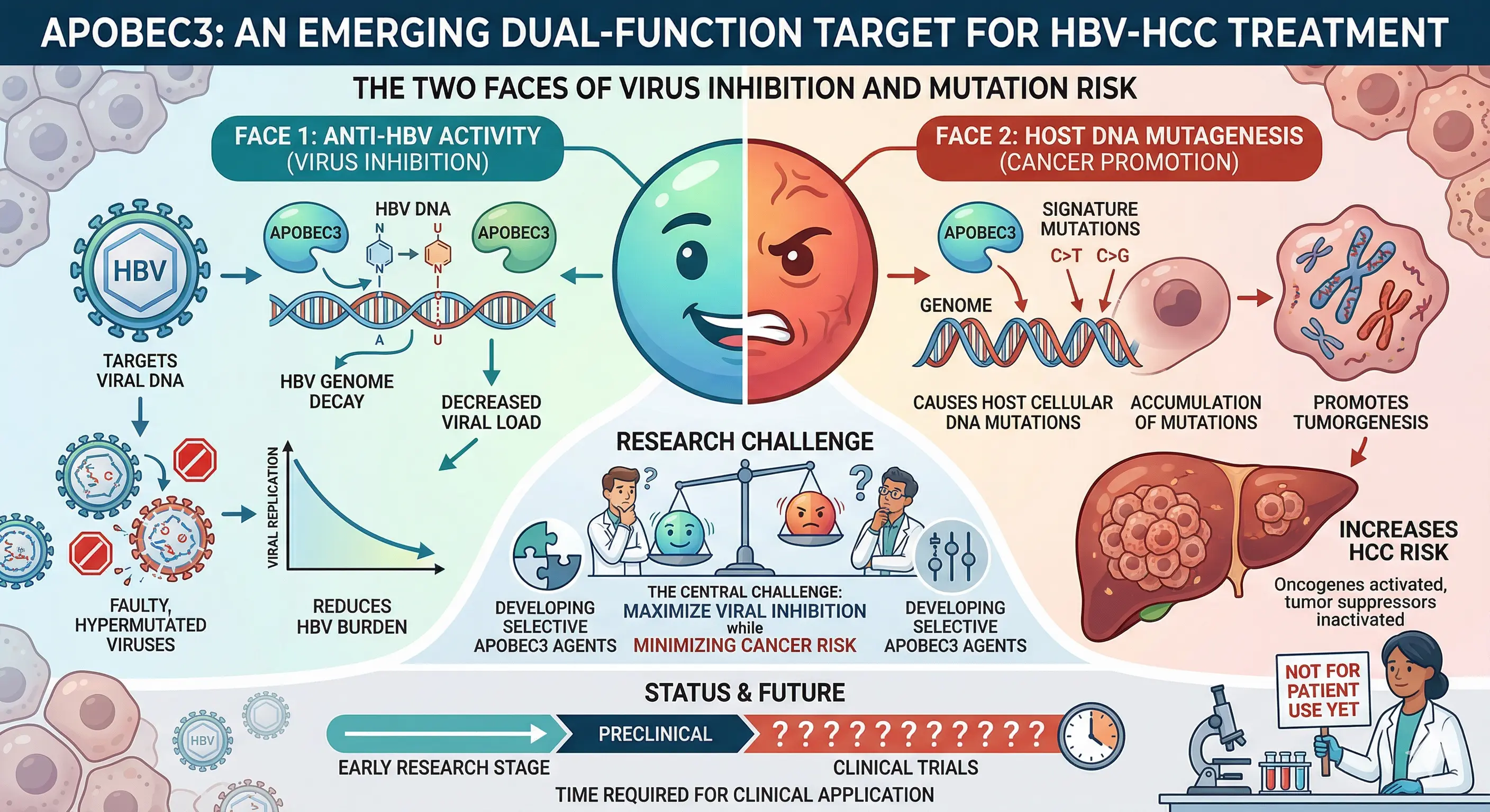 APOBEC3, HBV‑HCC 치료에 두 얼굴을 가진 신흥 표적